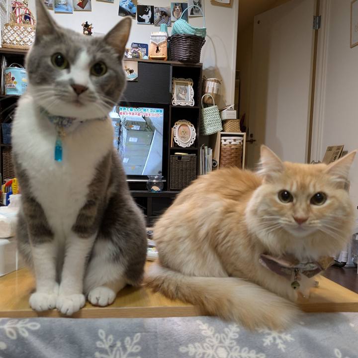 C4f15958 58b1 43a7 bfa6 ba7ad10274ca 1734523882152