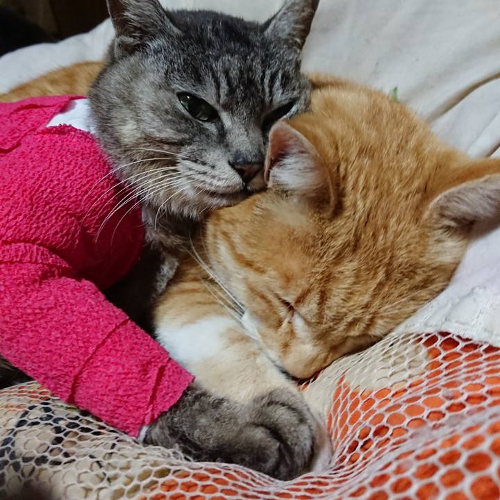 C4f1b326 ce82 4d4e 8c88 33a269452d21 1586606819391