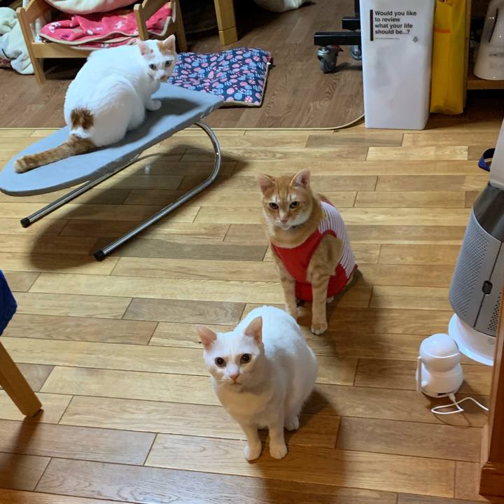 C4f2cde9 6942 42b0 86c0 e43c461d4eb7 1585321728772