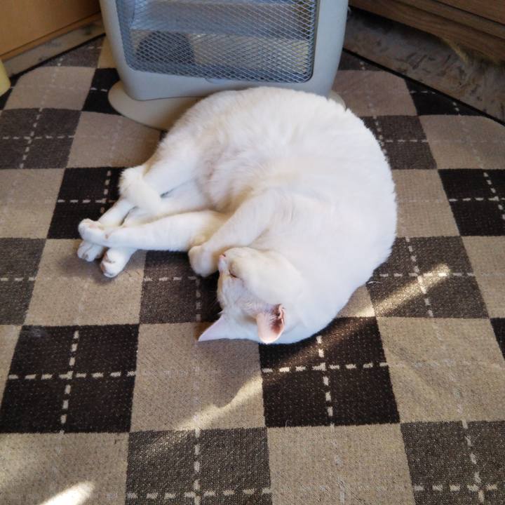 C4f32649 5fd7 40b2 8169 894f040dfdaa 1551152856444