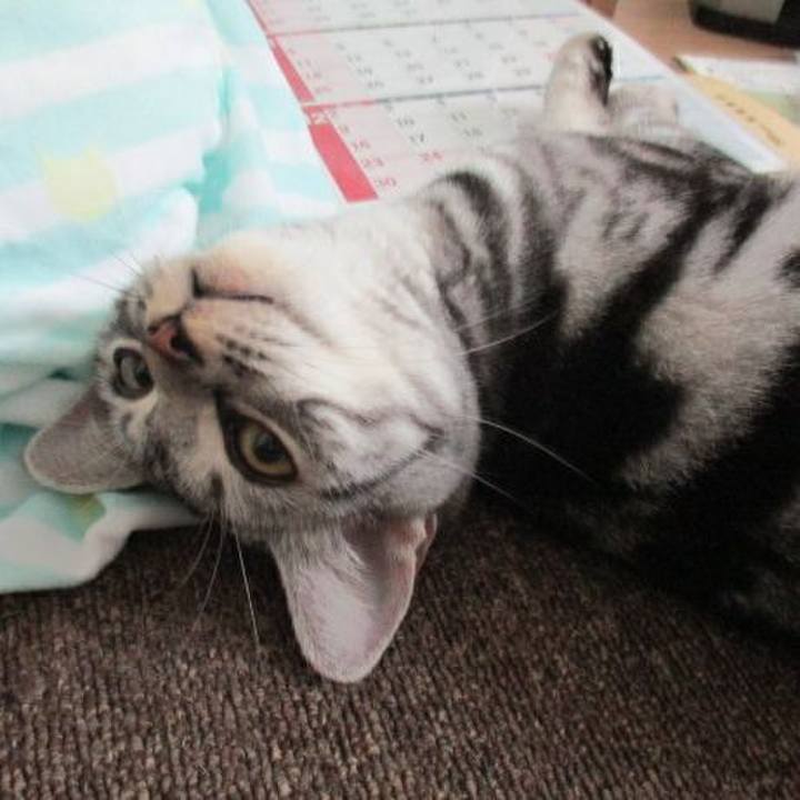 C4f36dd4 6cdf 4247 8c3a df88cef5103b 1538916331612