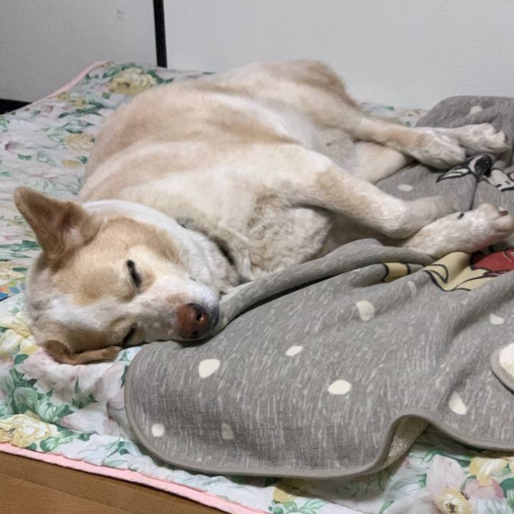 C4f3dcc5 7e4e 494c 9a6b 2a3cf7e91656 1586008999613