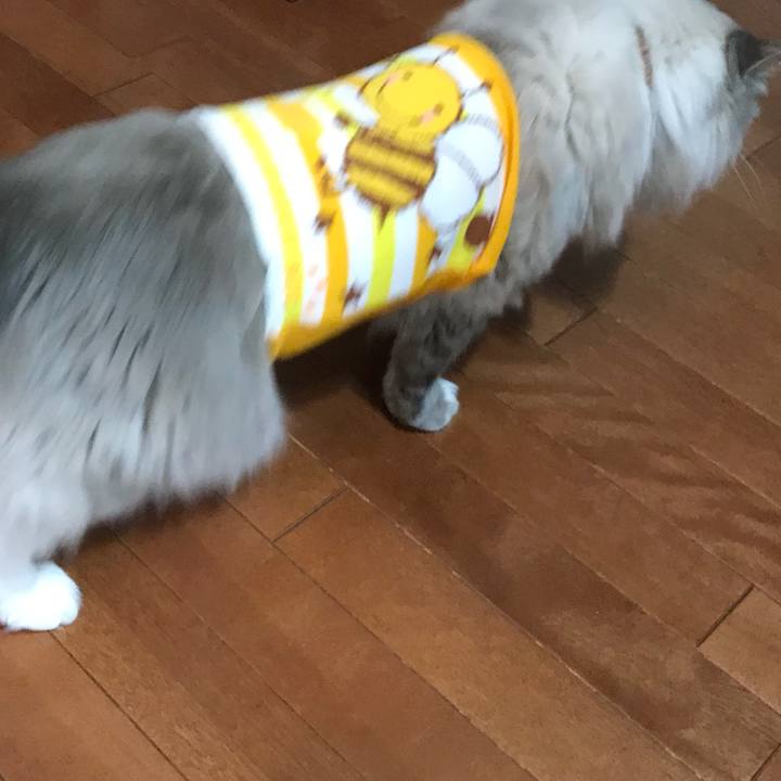 C4f4b2ff 7009 4bff 98d7 e01c2341a13d 1517783519229