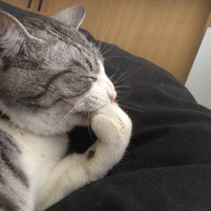 C4f69ed4 7e44 40e4 9078 36d9a6e52c3f 1550795705300