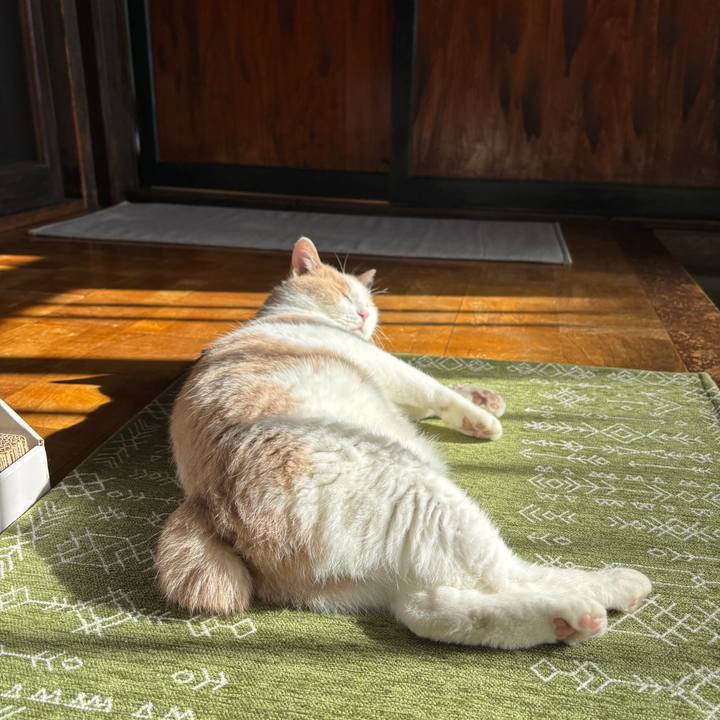 C4f74f30 706b 45da 8dec 9203f139c03d 1763341744019