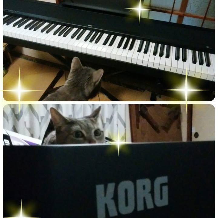 C4f96dde 4339 49a4 a8e8 90d14e69e194 1519904271593