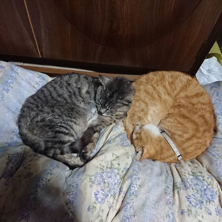 C4fb9595 d688 410f be4a c14bf013e403 1589889890981