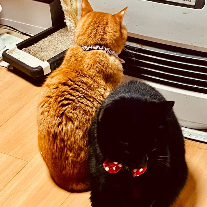 C4fbc360 4588 4346 acb9 75b1ae61d55f 1769314651280