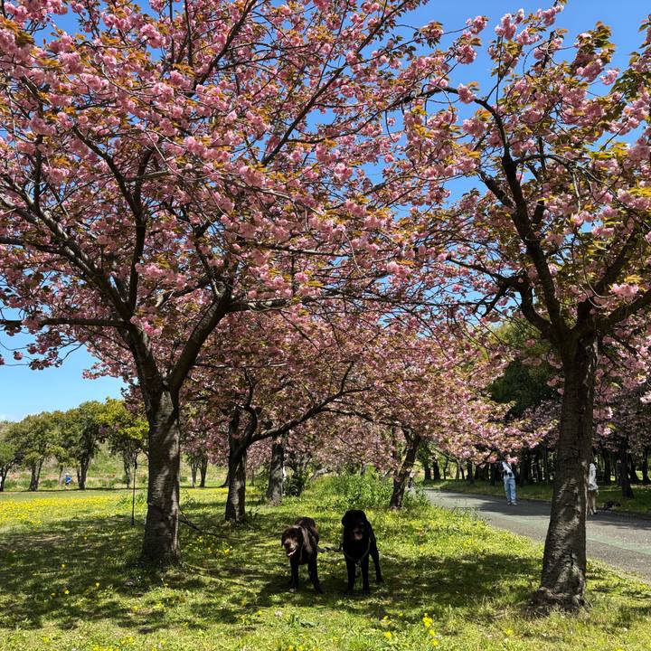 C4fcce6a 07b5 4f2d 9ec4 3823642ca741 1776165939876