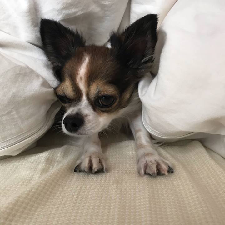 C4fcefcb 87ba 4732 adf1 89e7665d6f07 1541894914553