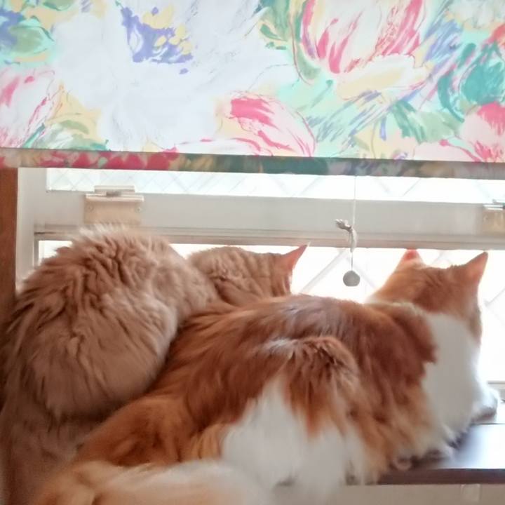 C4fe02d9 a68b 4cbd 912b 93c61f77a07f 1532870227395