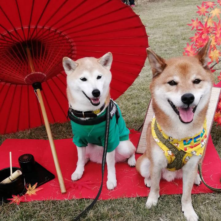 C4fe3ea3 80c2 477c 8be0 a7c041fbf42a 1604833634744