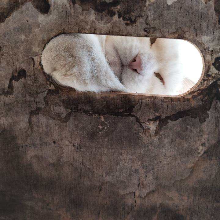 C4fee728 8b27 4993 bd92 80a3463414de 1766634438048