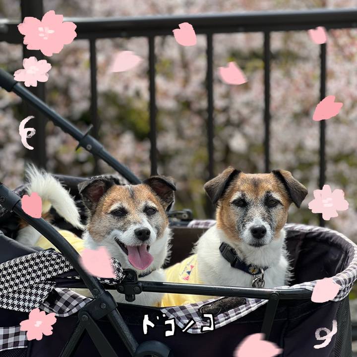 C4ff1df0 3ae8 4659 aa7d 541ae265c8c6 1744298212973