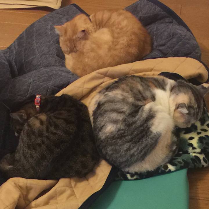 C50014ad e0af 45eb af6d b54e16635028 1547556391016