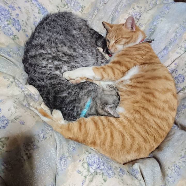 C503a55a f241 4fed 99b2 18ff082640af 1575985492684