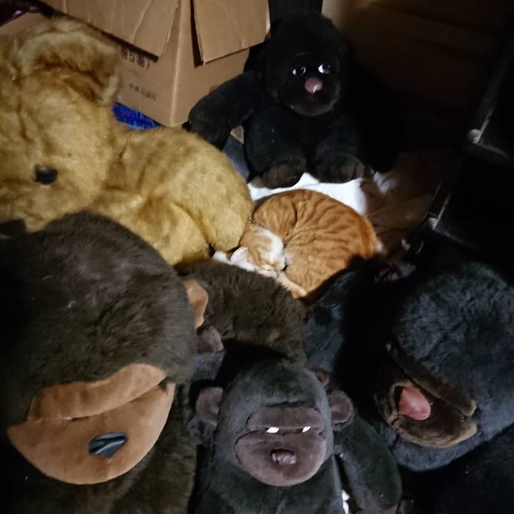 C503f032 91b4 4671 b802 a7b4b8bcd732 1604054460972