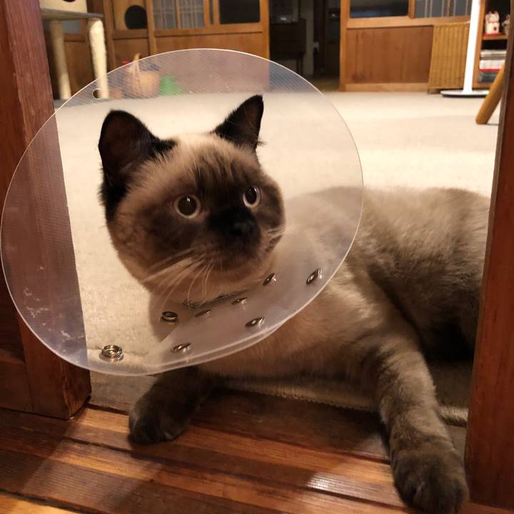 C50b81c2 5520 416a a6c1 30531d269a81 1599302783369