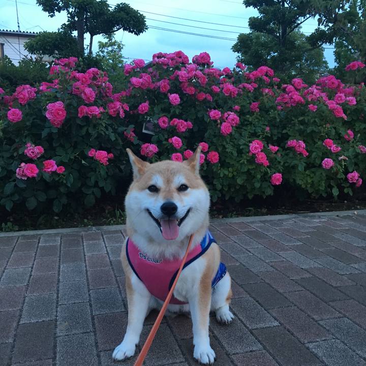 C50e28ef b74a 4143 8c29 b5cc06ca8a75 1561545744744