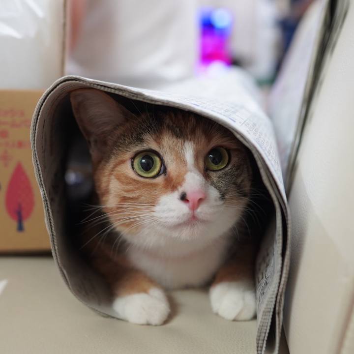 C50eb885 99bc 4f96 9cdf 0e09cb914c65 1595338525277