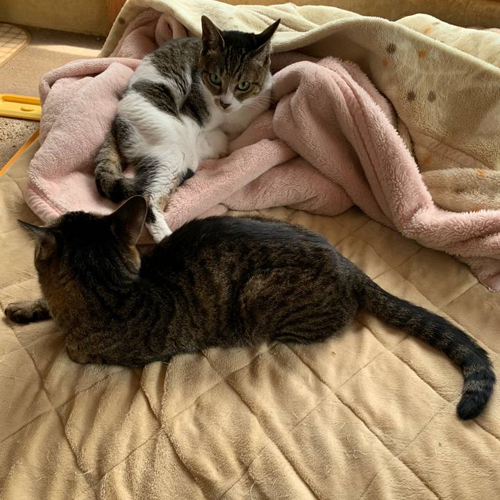 C50efdf9 e4f2 403d 861d 60d1a4154283 1585531814980