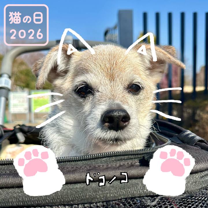 C51188e6 446b 4df0 99f1 15bf74e02ce9 1771735243690