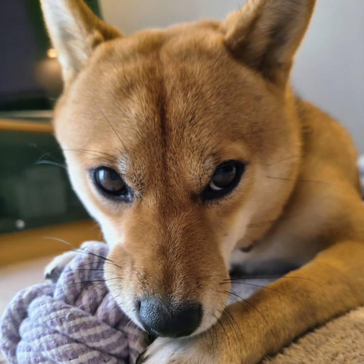 C511ad0c 0b96 4fae 9b65 35d829ae1d29 1764629483554