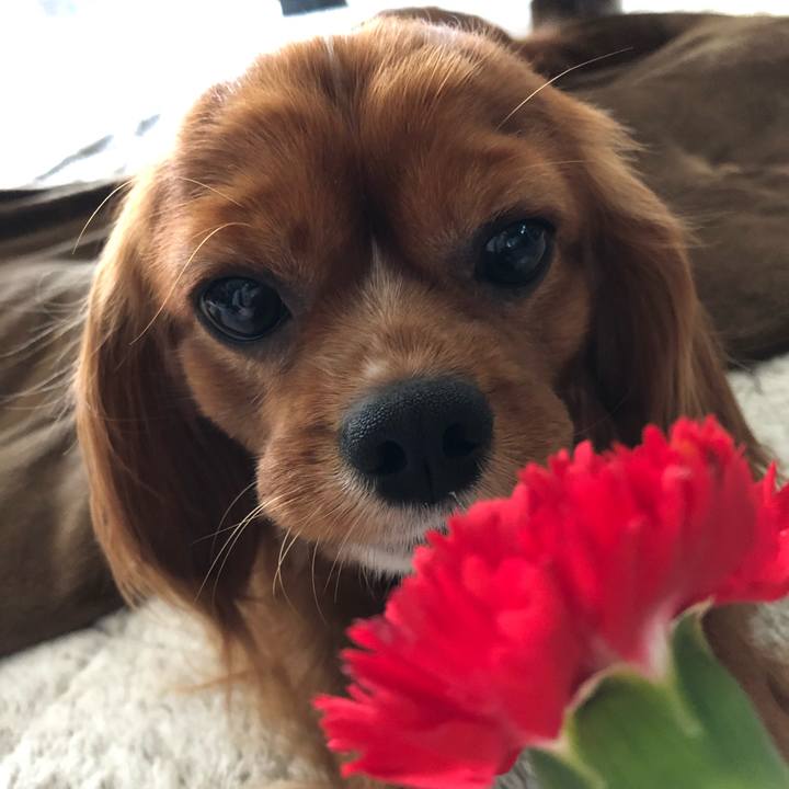 C51724b3 2760 4bfd bfd4 6ffd12a00f05 1557640288239