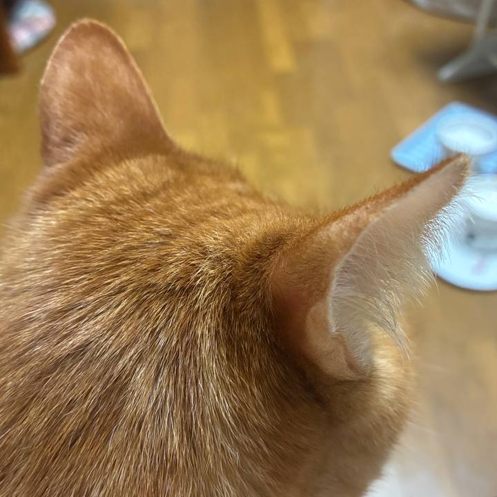 C5174a26 5f14 4c26 9d7f 4111afe06c3a 1769598538487