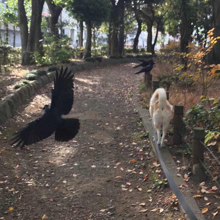 C51a113b 8944 4a15 8a7f d9a0cadcf3c1 1543196766306