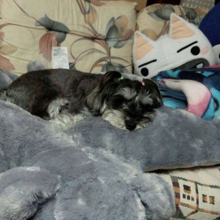 C51a4b0a 55b2 44b7 bbb6 7d819d86bcf8 1509696097194