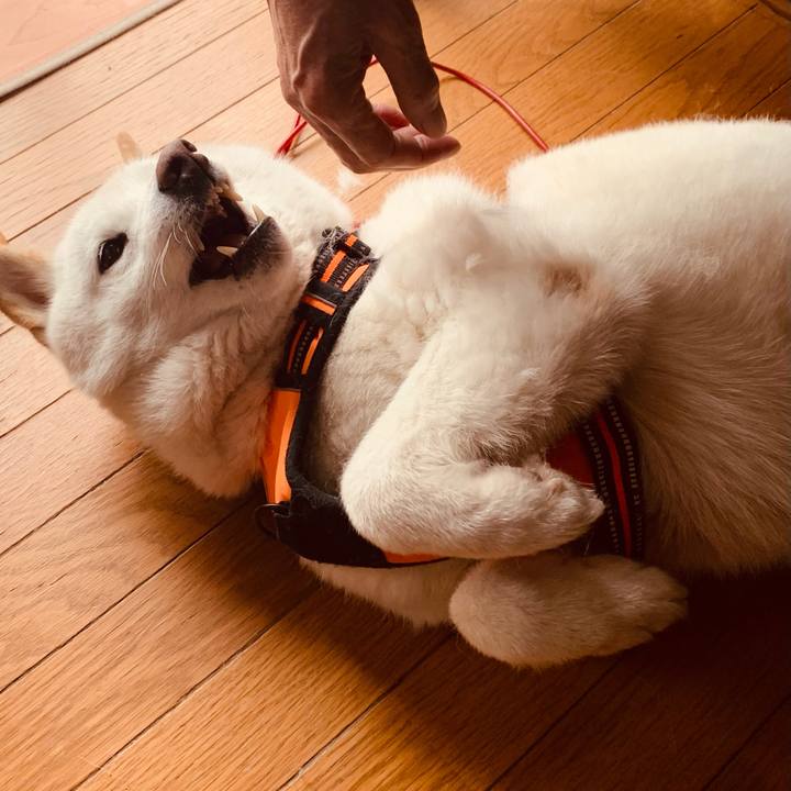 C51abda5 319d 4d43 a941 4cd08cb7dbf3 1616649699921