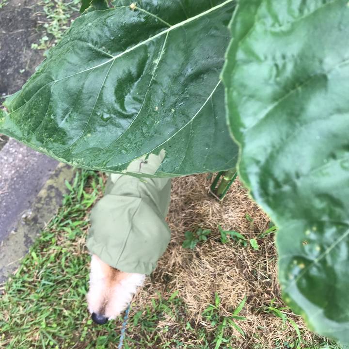 C51bc3e1 c8cd 4801 a537 3cc24f344178 1594790891328