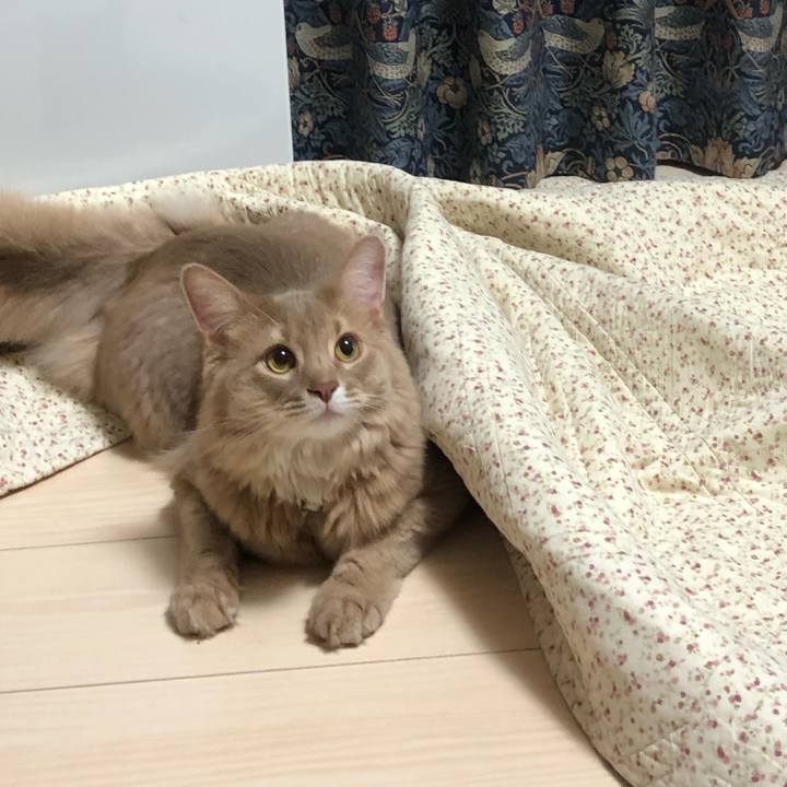 C51be042 5f38 42a1 bdd6 88ea1e3f26b5 1576758888585