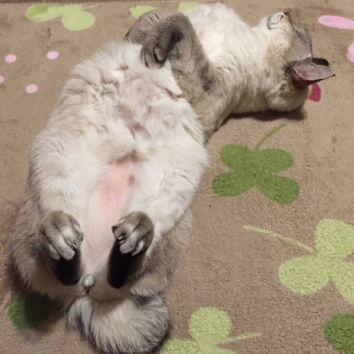 C51c6fa2 8f97 4427 8d1b 1c4b2fb180c0 1543841394215