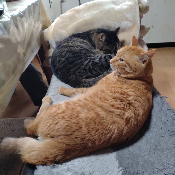 C51d1300 a0fe 4be6 b261 67f04a03615e 1671845597531