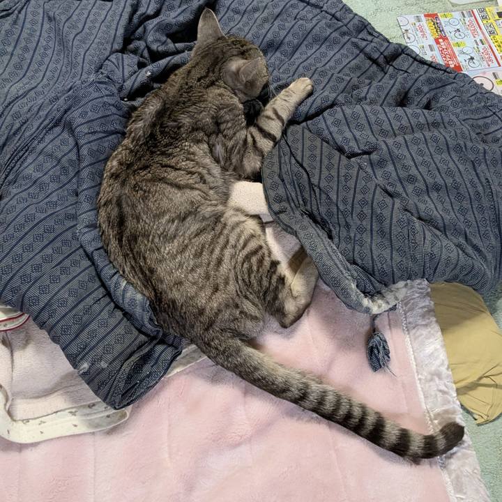 C51d344d cd0e 4320 b0aa 65955d99223d 1743767098715