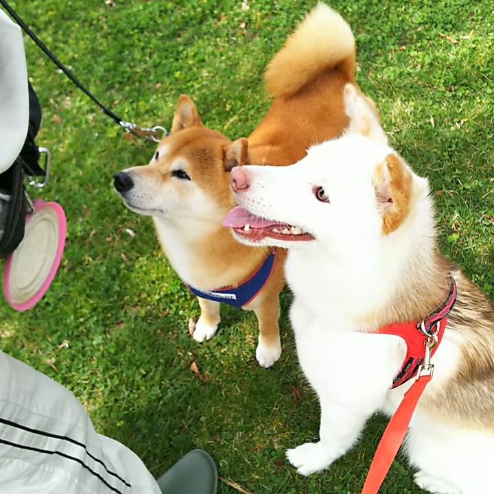 C51d64b5 fda9 4b25 a957 2ee2f40cdf2a 1526009508090