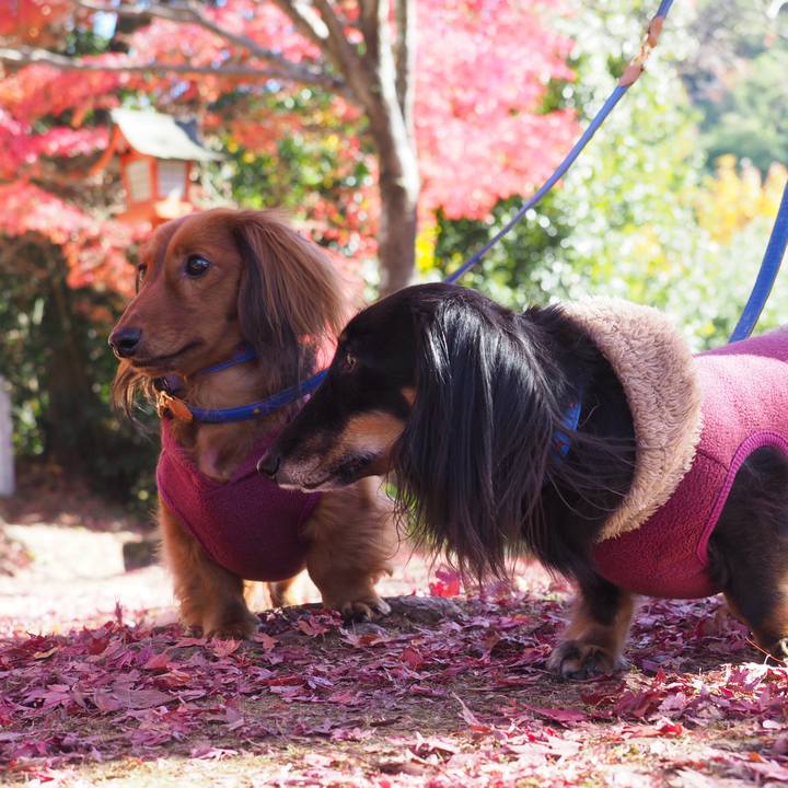 C51de18f 4649 4246 b9b8 645556fabfc0 1764396297931