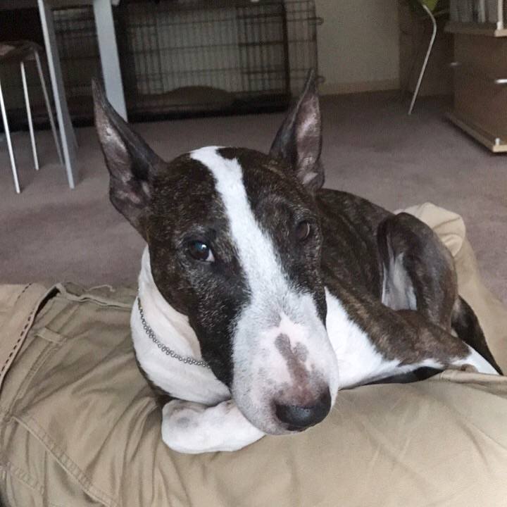 C51f2726 341d 46a0 bd8d d005a719b7d1 1508645085403