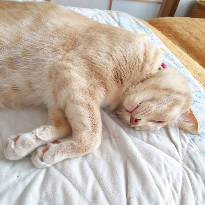 C51fc24c ce5c 48f7 8587 8bd4849c3408 1596750881286