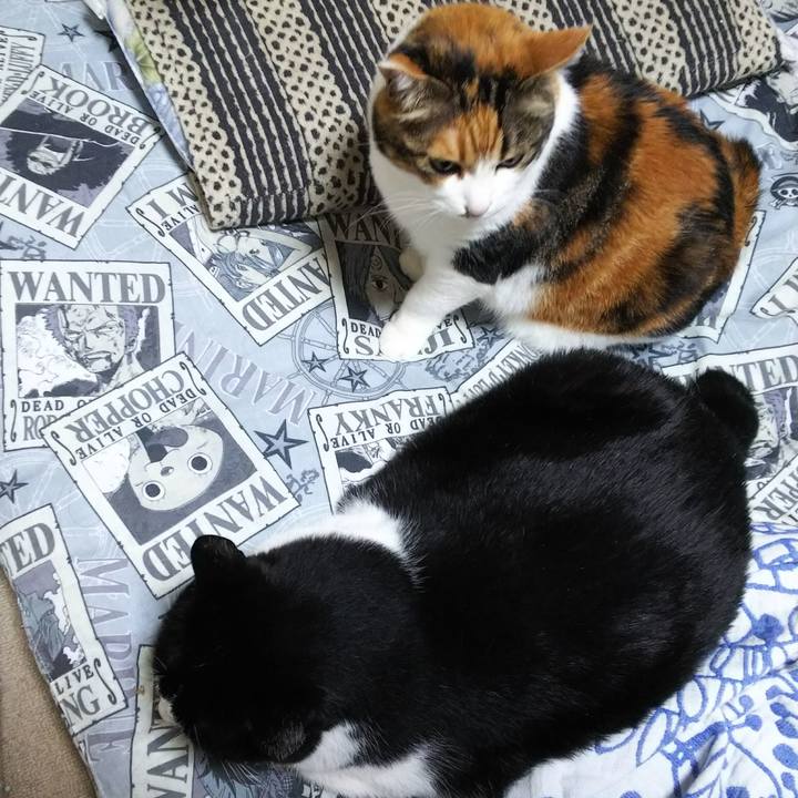 C5216357 dd5a 471e a88c e39edb4e2d13 1530135913228