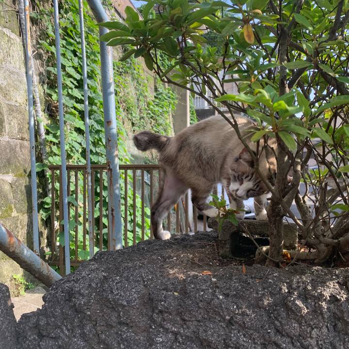 C5221404 1560 4afe 9c70 0ea877651807 1622287465128