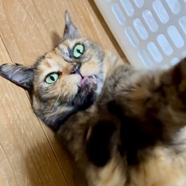 C5245d53 b7bb 4e41 b185 02508ecac53d 1749416271128