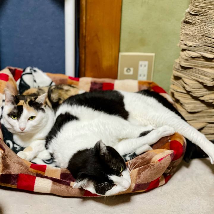 C5250323 8a27 450e 93b8 ec43d5e59f4b 1620871811031