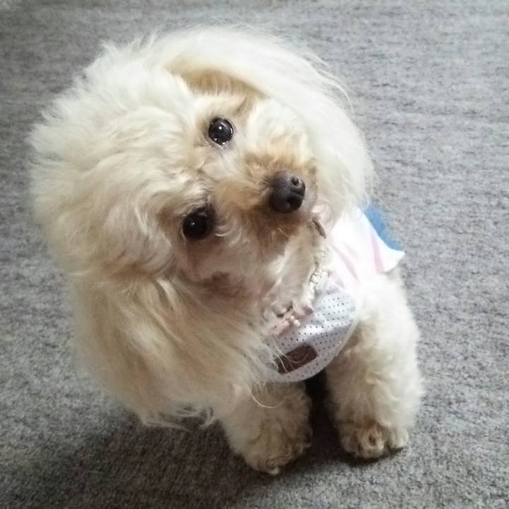 C526cee0 880c 411c 8cfb 93882dbab104 1527249918326