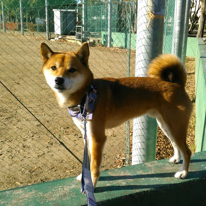 C5277dfd 096d 4cb7 8965 c24a3484c861 1511745173266