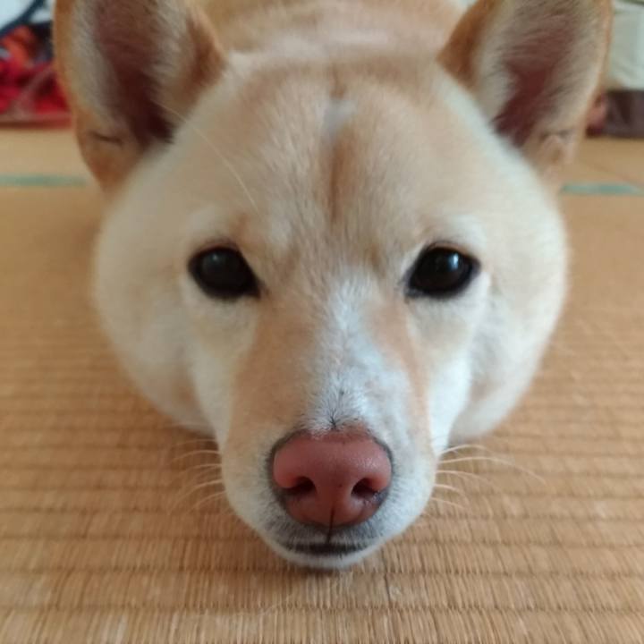 C527e57e 2535 4eca 874b a3ea70e4c484 1544485276270