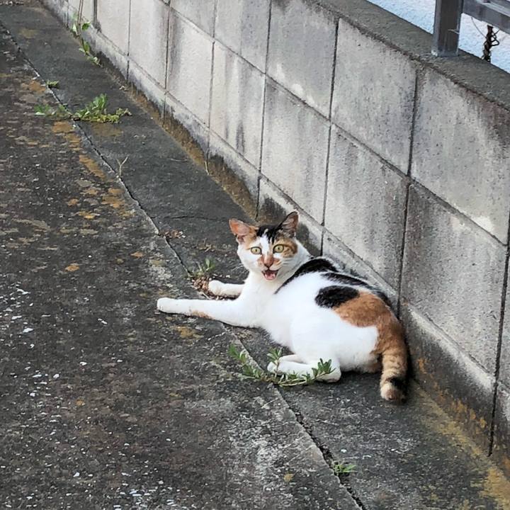 C528f56a 8833 46a0 bbc0 42675afe3539 1532086338597