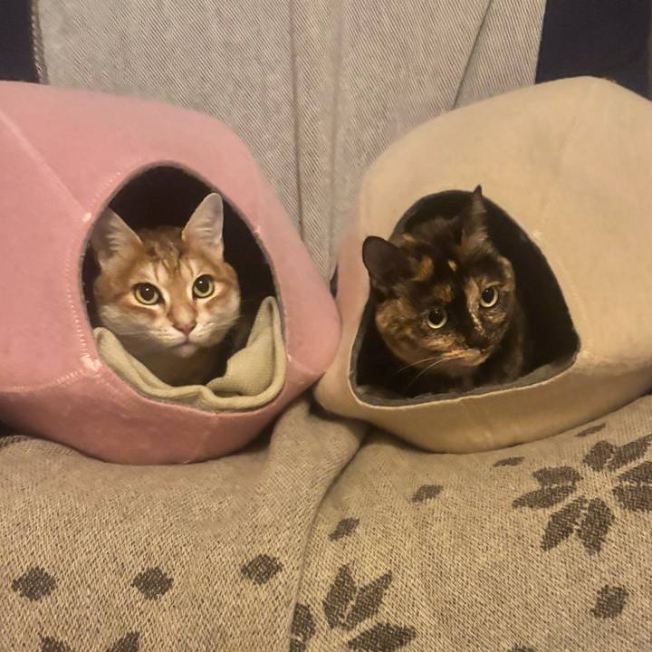 C52a461a 0a89 4b9a 91f1 bc8de7beed66 1765407774729